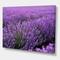 Designart - Blooming Purple Lavender Field - Farmhouse Canvas Wall Art Print